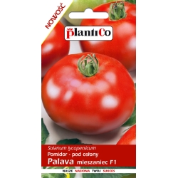 Pomidor Palava (pod osłony) 0,1 g  ST/PL